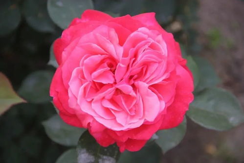 月季花，你见过吗？