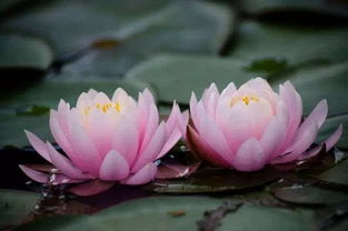 南北差异，栽种时间也各异