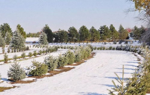 六、 涂白，树木的“保暖衣”