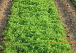 优质松树苗基地推荐