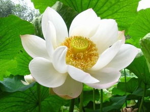 荷花的种植方法