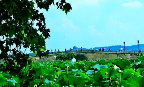 先来说说 杭州这地儿，景观公司可真不少