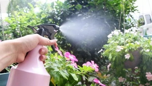 夏季植物浇水的小秘密，你get了吗？