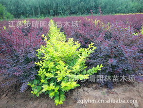 耐寒小嫩手，哪个梗强呢？