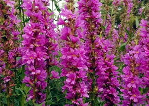 4、 种植千屈菜时选择有光照，湿润的环境，种子适宜在春秋季节播种，栽植早就开花早，所yi有时候为了错开花期，可依错开播种时间。