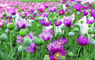 黄心土豆：炒菜的佳品