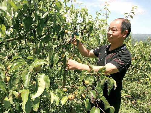 猪饲料残留的土地可以种植茶树吗？
