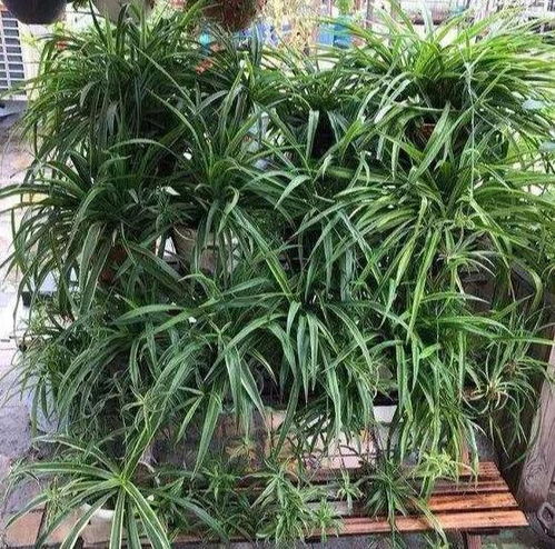 吊兰开花后杆子剪成双，前半段嵌入“空气净化”