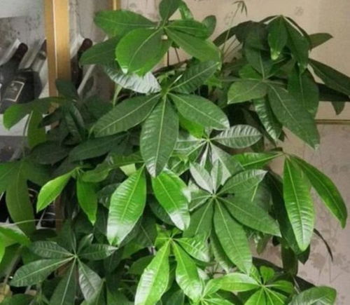 发财树叶子发黄怎么办？四招拯救黄叶发财树