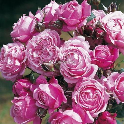 戴尔巴德情书月季的花瓣颜色和香味揭秘