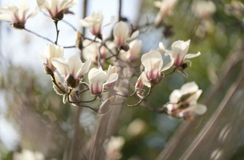 春季移栽的建议