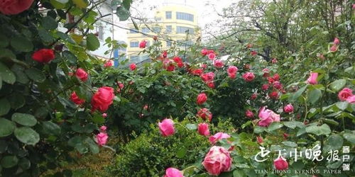 春天里的花儿开，月季花儿忒别美