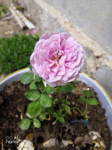 品种多样， 满足不同需求