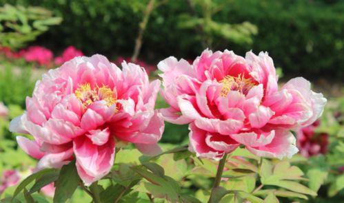 家里养牡丹合适吗？这样养牡丹年年开花