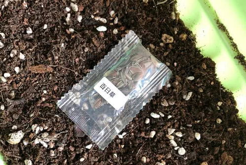 藏红花种植于秋季，需选肥沃沙壤