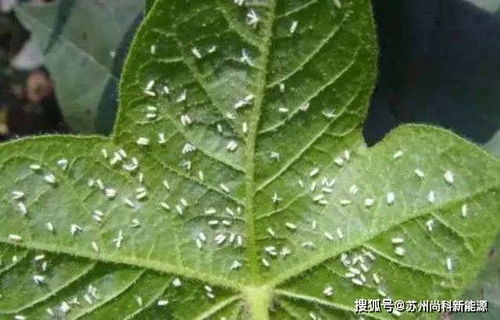 环保除虫， 绿色生活新风尚