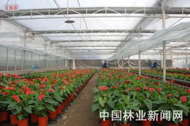 贺州花卉业：沼气池普及率领跑全区，绿色种植引领新风向