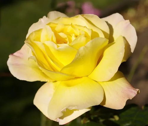 玫昂爸爸：法国来的红宝石， 红艳似火