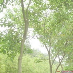 乌柏与乌桕的读音与区别