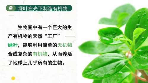 “忠诚之植中，哪些植物是自然界中的忠诚信使