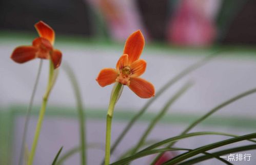 十大名贵兰花品种价格排名