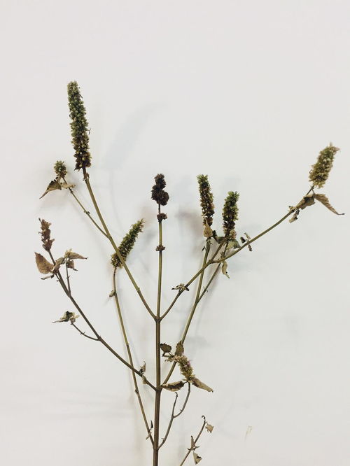 第五步：泡水测试，吸水膨胀否？