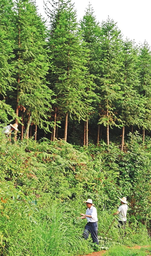香根草：大地深处的馥郁诗篇