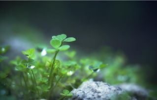 三叶草闭合原理下植物感夜运动是如何通过光周期调节实现的
