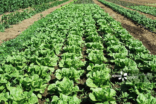 莴苣：寒性蔬菜， 喜冷凉气候