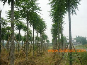 郫县苗木种植基地桢楠价格探秘