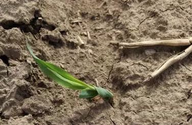 乙草胺对作物的影响：了解药害表现