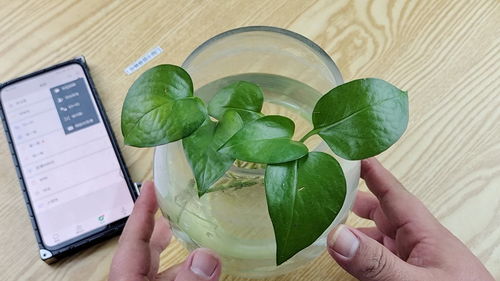 微信扫一扫， 花草知识随身带