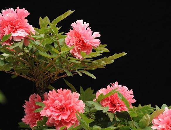 牡丹——富贵之花