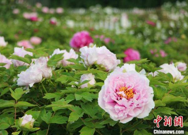 牡丹诗画：文学艺术中的牡丹