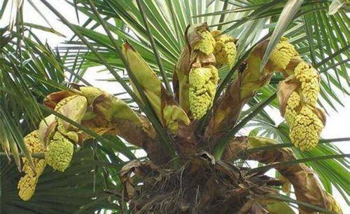 南方地区棕榈树果实成熟时间