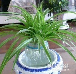 “节节高怎么养？养多少只合适