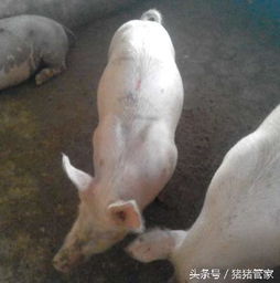 猪为什么会患上胀气病？治疗方法是什么？