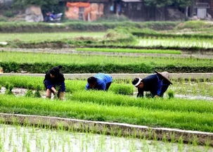 慢生活，不打农药产量也高