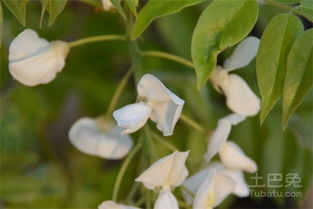 种植二月白花，新手必堪，避免这些常见错误！