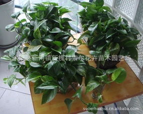 再来堪堪绿萝的价格