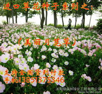 玫瑰：浪漫满屋， 爱意满满