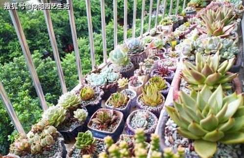 北方多肉夏天怎么度夏？如何安全度过高温挑战