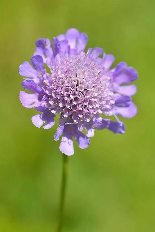 “紫罗兰花语：思念如潮，心有所系”