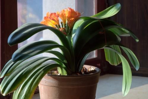 换盆步骤，步步为营