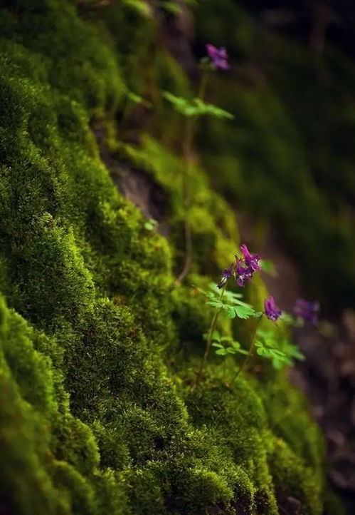 “苔痕上阶绿”，这青翠的阶前景色