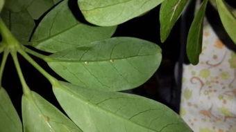 常春藤叶子越来越小，是光照不足还是病虫害引起的呢？