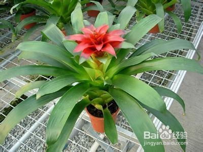 盆器与土壤介质的选择