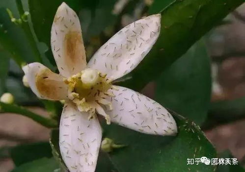 醉蝶花病害防治要点