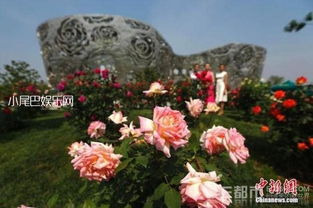 世界育种名家：月季的传承者