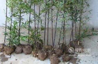 一、 竹子种植前，准备工作要Zuo好